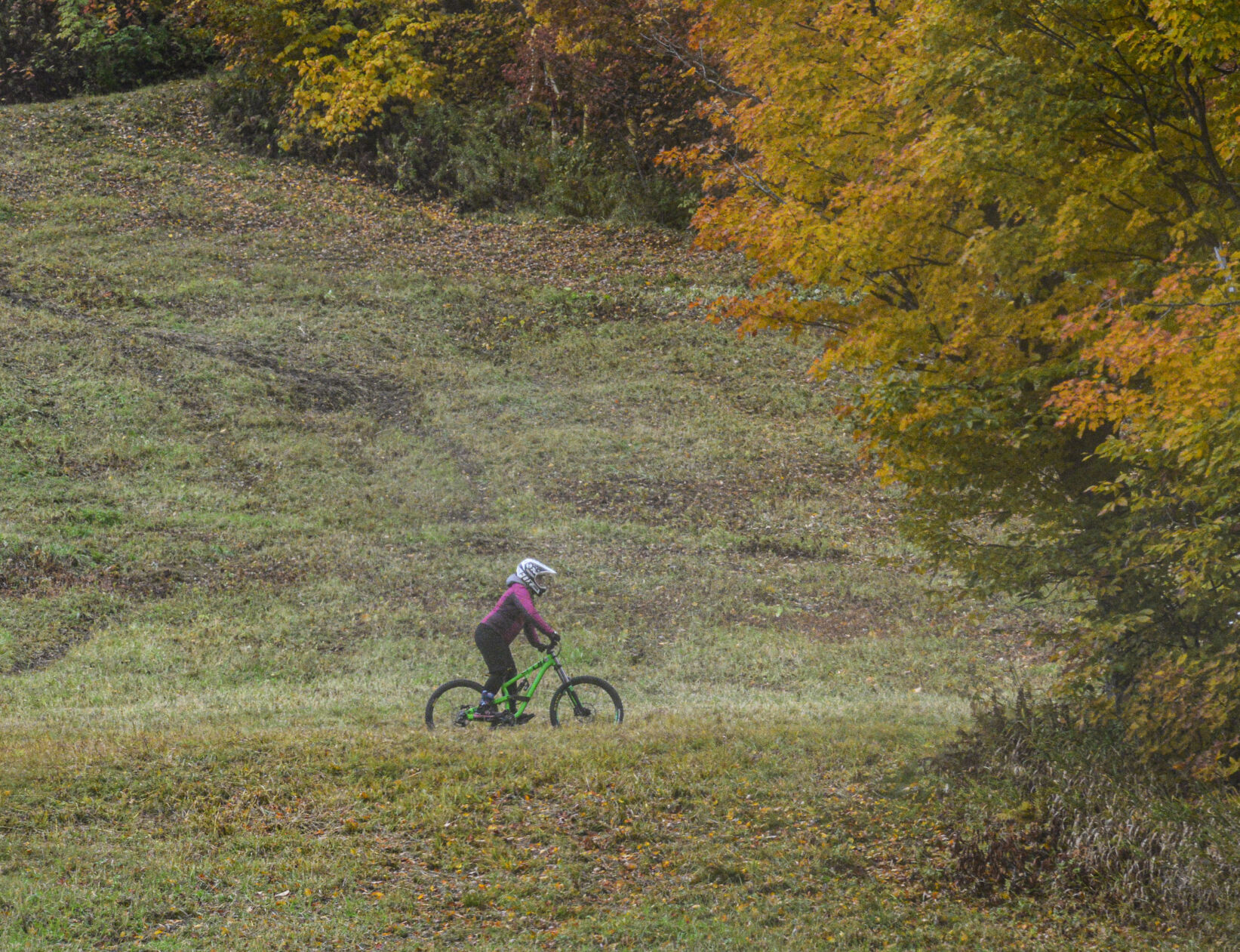20221010-LEAF-RADDER-02.jpg